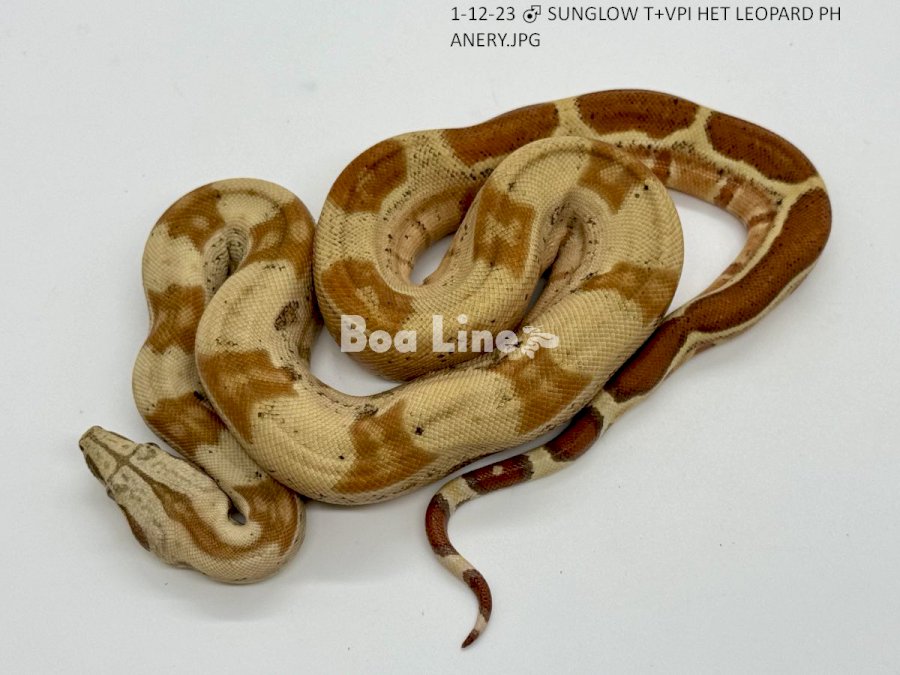SUNGLOW T+VPI HET LEOPARD PH ANERY